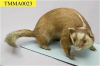 鼬獾藏品圖，第6張